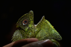 Gonocephalus chamaeleontinus