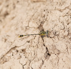 Austrogomphus australis