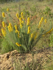 Lebeckia sepiaria
