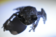 Leptobrachium hasseltii