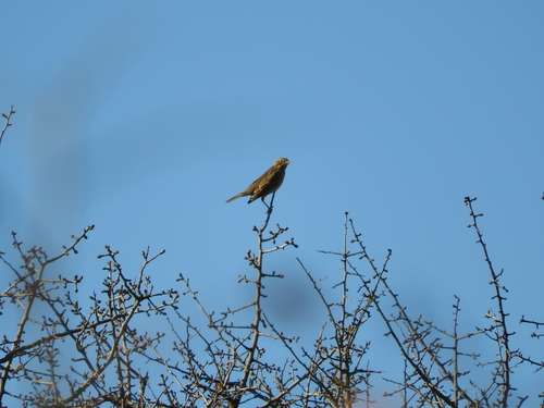 Emberiza calandra