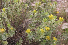 Lasiosiphon kraussianus