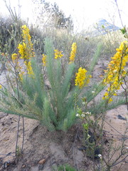 Lebeckia sepiaria