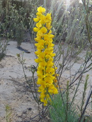 Lebeckia sepiaria