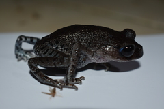 Leptobrachium hasseltii