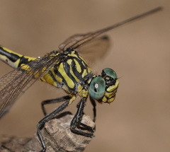 Austrogomphus australis