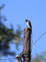Accipiter brevipes