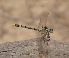 Austrogomphus australis