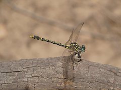 Austrogomphus australis