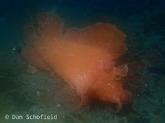 Rhinopias eschmeyeri
