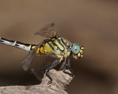 Austrogomphus australis