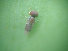 Cephalochrysa calopa