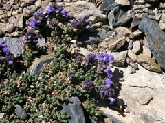 Dracocephalum paulsenii