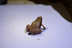 Microhyla achatina