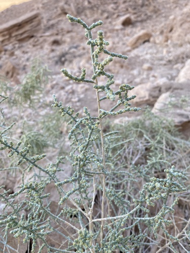 Haloxylon salicornicum