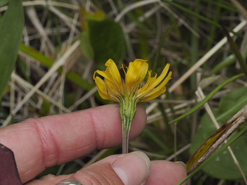 northern microseris (Microseris borealis)