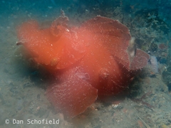 Rhinopias eschmeyeri