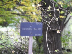 Ligustrum robustum walkeri