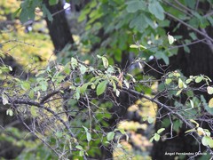 Ligustrum robustum walkeri