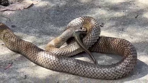 Eastern Brown Snake sighting