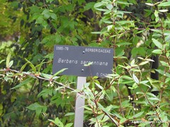 Berberis sargentiana