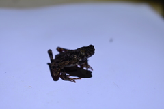 Leptophryne borbonica