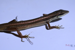 Takydromus sexlineatus