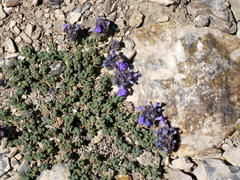 Dracocephalum paulsenii