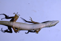 Takydromus sexlineatus