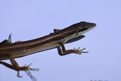 Takydromus sexlineatus