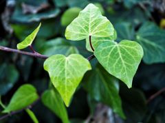 Hedera colchica