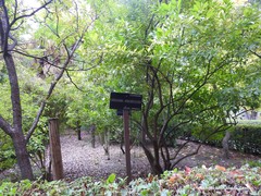 Cocculus laurifolius