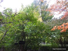 Cocculus laurifolius