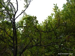 Cocculus laurifolius