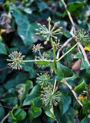 Hedera colchica