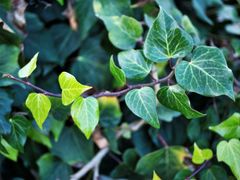 Hedera colchica