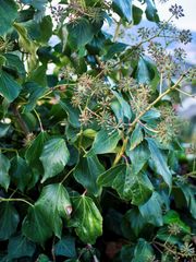 Hedera colchica