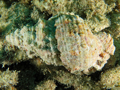Tutufa rubeta