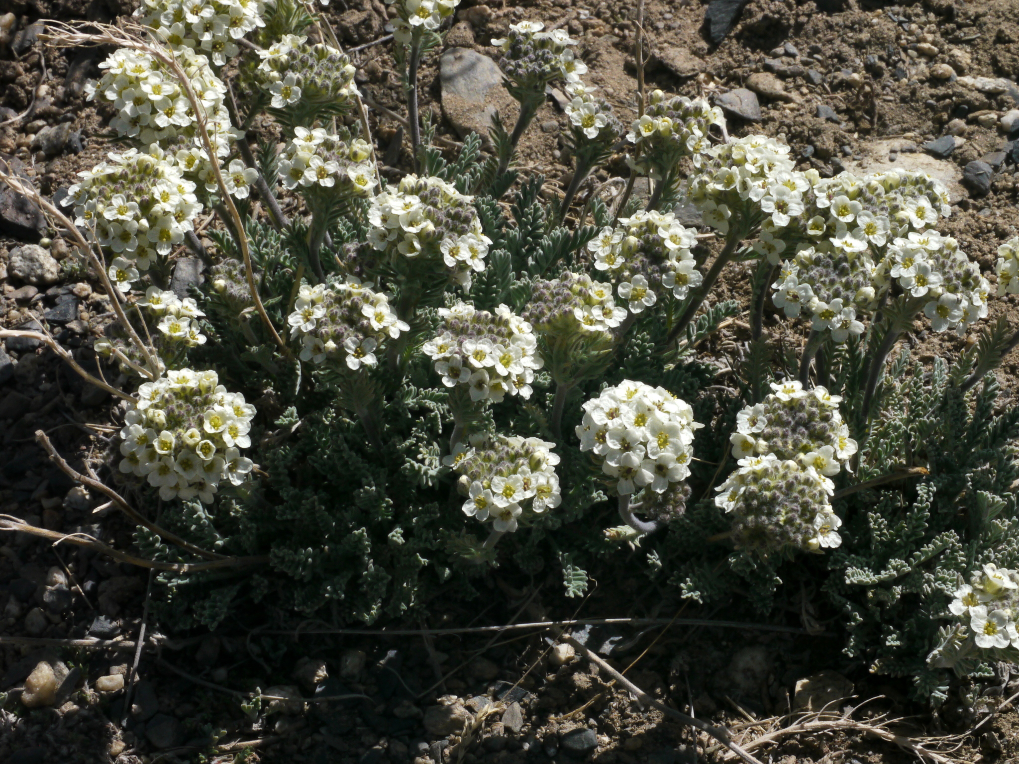 Smelowskia calycina