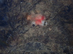 Cnemidocarpa stolonifera