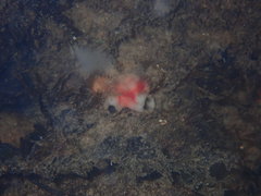 Cnemidocarpa stolonifera