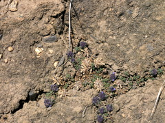Dracocephalum paulsenii