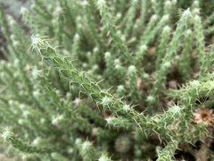 Cullumia reticulata