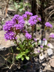Pseudoselago verbenacea