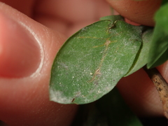 Podosphaera euphorbiae