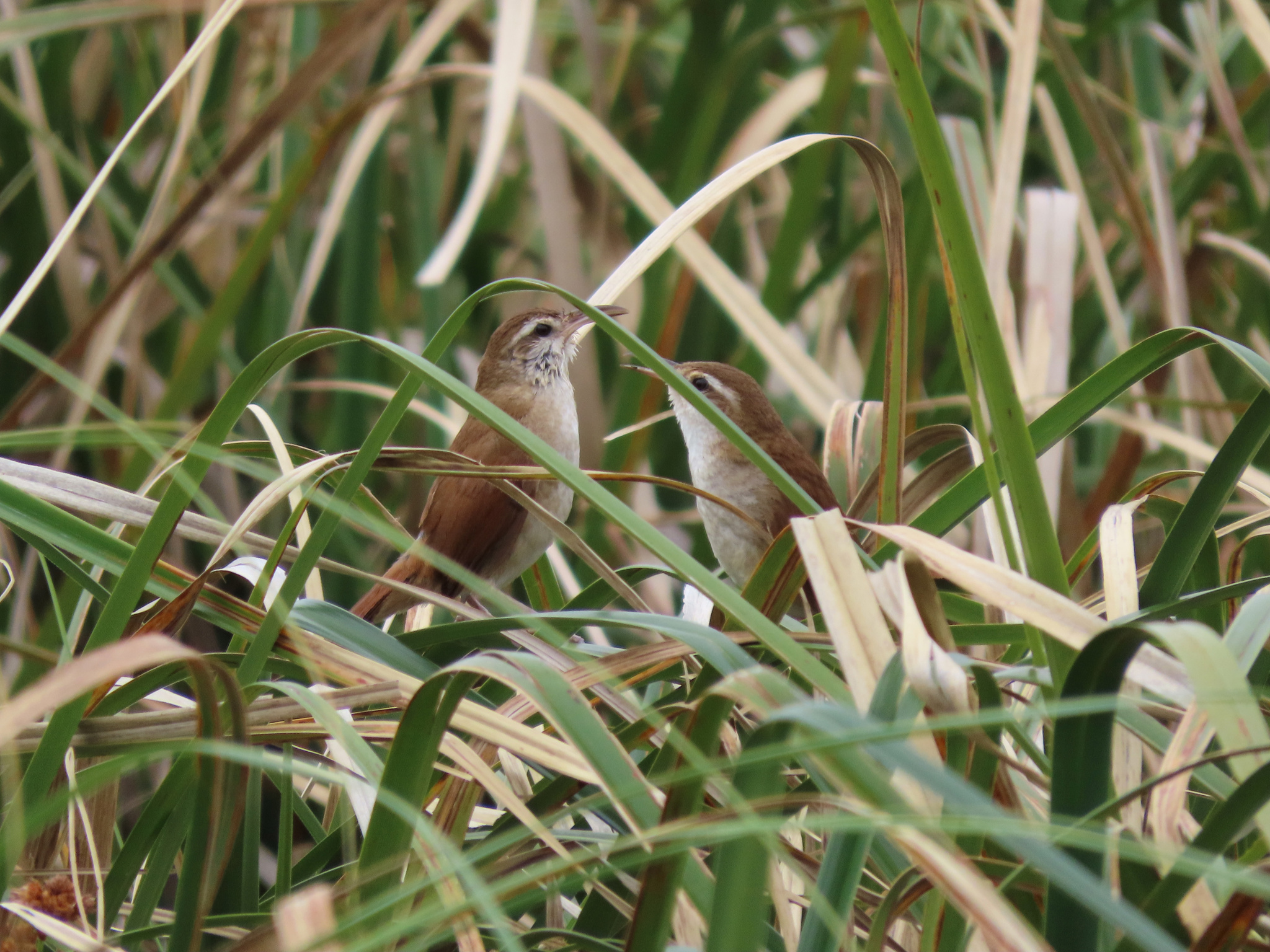 Curve-billed Reedhaunter (Limnornis curvirostris), photo 10