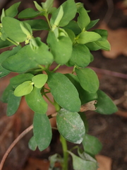 Podosphaera euphorbiae