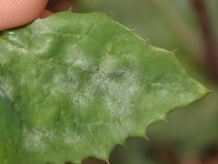 Golovinomyces sonchicola