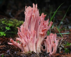 Ramaria araiospora