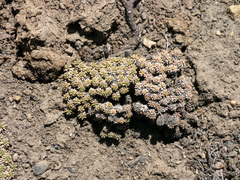 Acantholimon